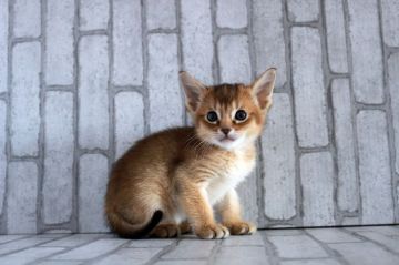 ソマリ【広島県・男の子・2020年2月23日・レッド(ショート)】の写真「おめめクリクリ！綺麗な顔立ち＾＾」