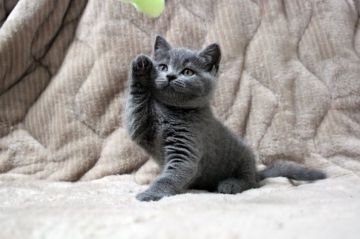 ブリティッシュショートヘア【広島県・女の子・2018年4月12日・ブルー】の写真「穏やかな優しい性格の子です。おっとりちゃん♪」