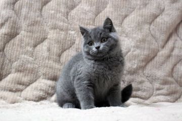 ブリティッシュショートヘア【広島県・男の子・2017年10月17日・ブルー(ショート)】の写真「お目目くりくりの丸顔さん！猫じゃらし好き♪」