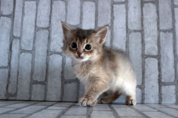 ソマリ【広島県・女の子・2020年2月23日・ブルー】の写真「ふんわり、優しい色合いです＾＾」