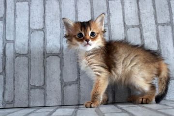 ソマリ【広島県・女の子・2020年2月23日・ルディ】の写真「おめめクリクリ！綺麗な顔立ち＾＾」