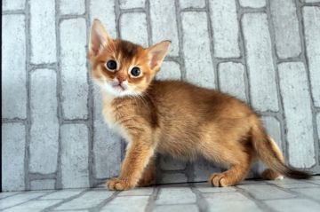 ソマリ【広島県・男の子・2020年2月23日・レッド(ショート)】の写真「おめめクリクリ！綺麗な顔立ち＾＾」