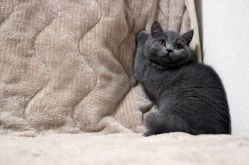 ブリティッシュショートヘア【広島県・男の子・2017年12月5日・ブルー】の写真「のんびり、おっとり屋さん♪」