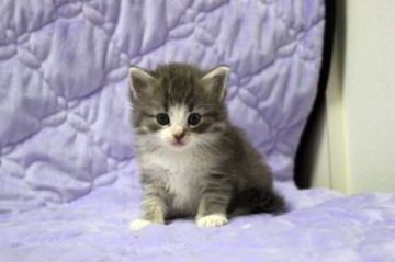 ノルウェージャンフォレストキャット【広島県・女の子・2015年8月20日・ブルータビー&ホワイト】の写真「」