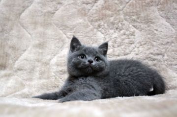 ブリティッシュショートヘア【広島県・男の子・2019年9月16日・ブルー】の写真「まん丸、コロコロ。おめめばっちり♪」