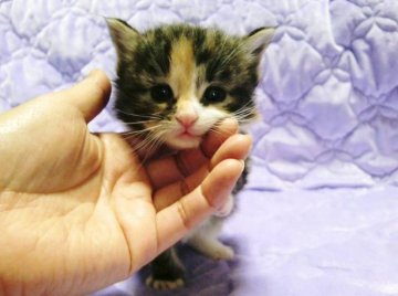 ノルウェージャンフォレストキャット【広島県・女の子・2012年12月11日・ブラウンパッチドタビー&ホワイト】の写真「」