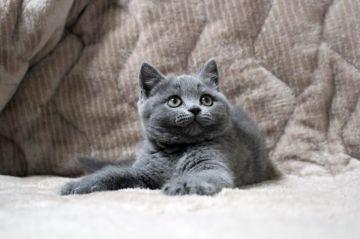 ブリティッシュショートヘア【広島県・女の子・2018年3月27日・ブルー】の写真「まん丸お顔、綺麗なお顔立ちの子です♪」