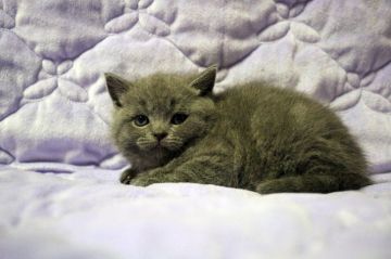 ブリティッシュショートヘア【広島県・女の子・2020年4月7日・ブルー】の写真「まん丸、コロコロ。モフコちゃんです♪」