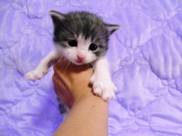 ノルウェージャンフォレストキャット【広島県・男の子・2013年3月6日・ブルータビー&ホワイト】の写真「」