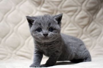 ブリティッシュショートヘア【広島県・女の子・2017年6月4日・ブルー(ショート)】の写真「良く動いて活発です♪」