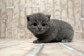 ブリティッシュショートヘア【広島県・男の子・2019年5月26日・ブルー】の写真「ハイクオリティ！コロコロ、大振りです♪」