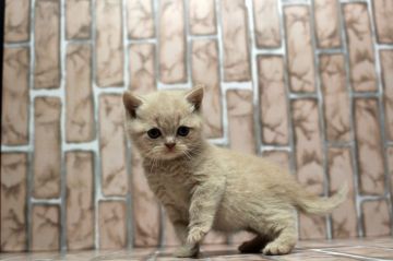 ブリティッシュショートヘア【広島県・男の子・2018年9月16日・クリーム】の写真「淡い色合いが素敵なクリームくん！」