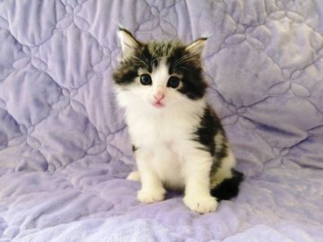 ノルウェージャンフォレストキャット【広島県・男の子・2013年9月1日・ブラウンタビー&ホワイト】の写真「ジャンボサイズの男の子」