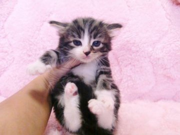 ノルウェージャンフォレストキャット【広島県・男の子・2013年6月18日・ブラウンタビー&ホワイト】の写真「」