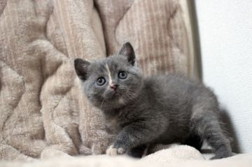 ブリティッシュショートヘア【広島県・女の子・2018年4月12日・ブルークリーム】の写真「好奇心旺盛、天真爛漫ちゃん♪」