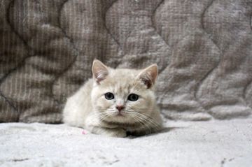ブリティッシュショートヘア【広島県・男の子・2017年12月5日・クリーム】の写真「おっとり、のんびり屋さん♪」