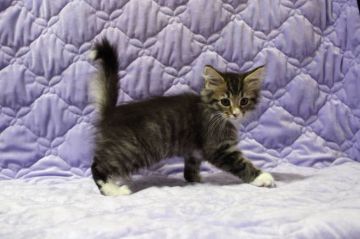 ノルウェージャンフォレストキャット【広島県・女の子・2015年7月26日・ブラウンタビー&ホワイト】の写真「」