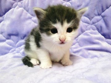 ノルウェージャンフォレストキャット【広島県・男の子・2012年10月27日・ブルータビー&ホワイト】の写真「」