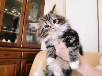 ノルウェージャンフォレストキャット【広島県・男の子・2013年8月9日・ブラウンタビー&ホワイト】の写真「」