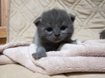 ブリティッシュショートヘア【広島県・女の子・2017年10月17日・ブルー(ショート)】の写真「おめめぱっちり！」