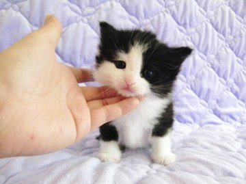 ノルウェージャンフォレストキャット【広島県・女の子・2013年4月17日・ブラック&ホワイト】の写真「」