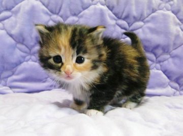 ノルウェージャンフォレストキャット【広島県・女の子・2012年11月13日・ブラウンパッチドタビー&ホワイト】の写真「」