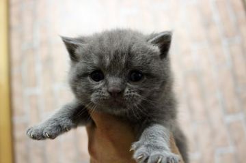 ブリティッシュショートヘア【広島県・男の子・2019年5月26日・ブルー】の写真「お顔まん丸、ムチムチコロコロ♪」