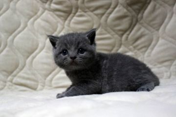 ブリティッシュショートヘア【広島県・男の子・2017年6月4日・ブルー(ショート)】の写真「ムチムチ、コロコロ！お勧めです♪」