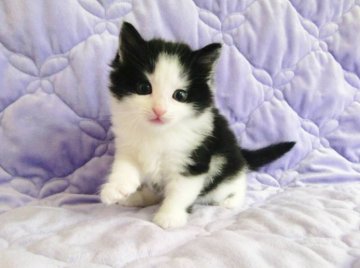 ノルウェージャンフォレストキャット【広島県・男の子・2013年4月26日・ブラック&ホワイト】の写真「」