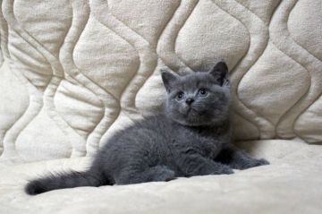 ブリティッシュショートヘア【広島県・男の子・2017年7月17日・ブルー(ショート)】の写真「まん丸お顔が愛嬌たっぷり！」