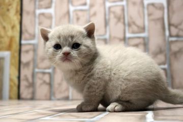 ブリティッシュショートヘア【広島県・男の子・2019年10月22日・クリーム】の写真「まん丸、コロコロ。おめめばっちり♪」