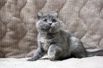 ブリティッシュショートヘア【広島県・女の子・2017年12月5日・ブルークリーム】の写真「フレンドリーな懐っこいちゃん♪」