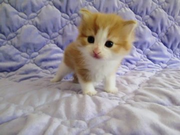 ノルウェージャンフォレストキャット【広島県・男の子・2013年4月17日・レッドタビー&ホワイト】の写真「」