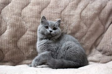 ブリティッシュショートヘア【広島県・女の子・2017年11月13日・ブルー(ショート)】の写真「ハイクオリティ！美人さん♪」