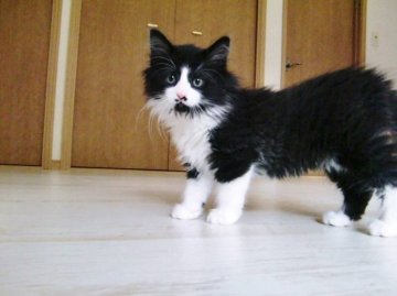 ノルウェージャンフォレストキャット【広島県・男の子・2013年3月6日・ブラック&ホワイト】の写真「」