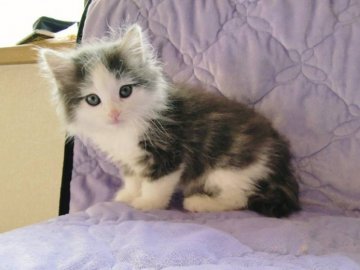 ノルウェージャンフォレストキャット【広島県・女の子・2013年9月24日・ブルータビー&ホワイト】の写真「」