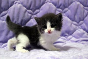 ノルウェージャンフォレストキャット【広島県・女の子・2015年11月11日・ブルー&ホワイト】の写真「」