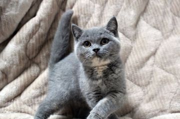 ブリティッシュショートヘア【広島県・女の子・2018年4月12日・ブルークリーム】の写真「穏やかな優しい性格の子です。おっとりちゃん♪」