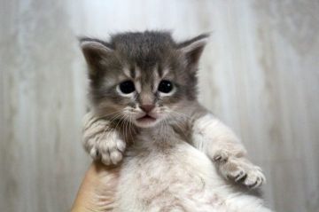 ソマリ【広島県・男の子・2019年6月20日・ブルー(ロング)】の写真「おめめクリクリ！可愛いです＾＾」