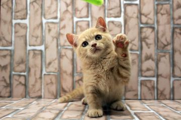 ブリティッシュショートヘア【広島県・男の子・2019年6月2日・クリーム】の写真「懐っこさNo1！抱っこOK、性格◎です♪」