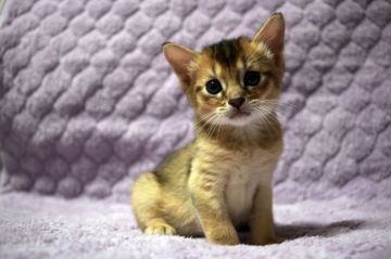 ソマリ【広島県・男の子・2020年7月27日・ルディ(ショート)】の写真「おめめクリクリ！綺麗な顔立ち＾＾」