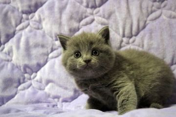 ブリティッシュショートヘア【広島県・男の子・2020年4月7日・ブルー】の写真「まん丸、コロコロ。モフオくんです♪」