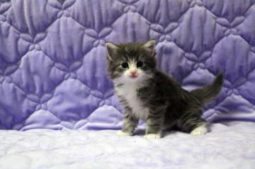 ノルウェージャンフォレストキャット【広島県・女の子・2015年10月6日・ブルータビー&ホワイト】の写真「」