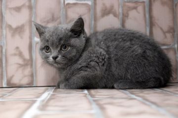ブリティッシュショートヘア【広島県・女の子・2019年9月16日・ブルー】の写真「シルキータッチ！手触りが抜群です。コロコロ♪」