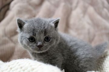 ブリティッシュショートヘア【広島県・男の子・2018年3月21日・ブルー】の写真「ぱっちりとしたオメメの男の子♪」
