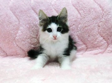 ノルウェージャンフォレストキャット【広島県・男の子・2013年6月18日・ブラウンタビー&ホワイト】の写真「」