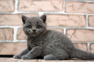 ブリティッシュショートヘア【広島県・男の子・2019年5月26日・ブルー】の写真「ハイクオリティ！出来の良い子です♪」