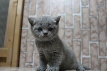 ブリティッシュショートヘア【広島県・女の子・2018年8月25日・ブルー】の写真「お顔真ん丸、愛嬌のある女の子！」