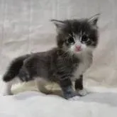 ノルウェージャンフォレストキャット【広島県・男の子・2022年10月12日・ブルータビー&ホワイト】の写真1