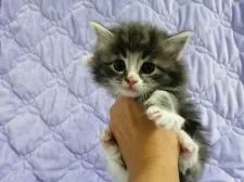 ノルウェージャンフォレストキャット【広島県・女の子・2019年11月11日・ブルータビー&ホワイト】の写真1